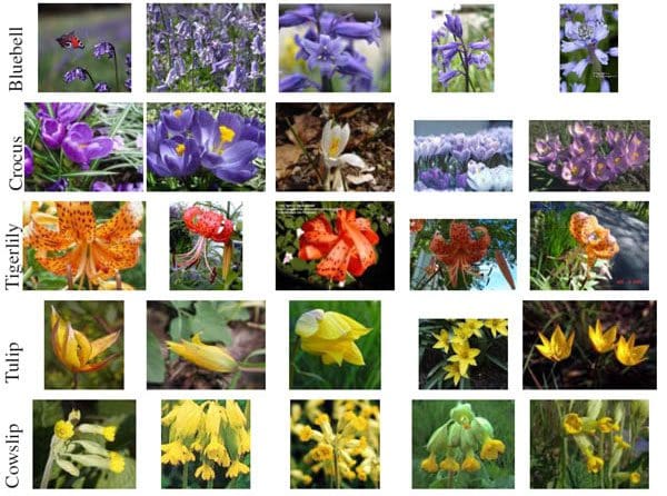 Figure 1 - Sample of the Flowers 17 Dataset. As we can see, some flowers might be indistinguishable using color or shape alone. Better results can be obtained by extracting both color and shape features.