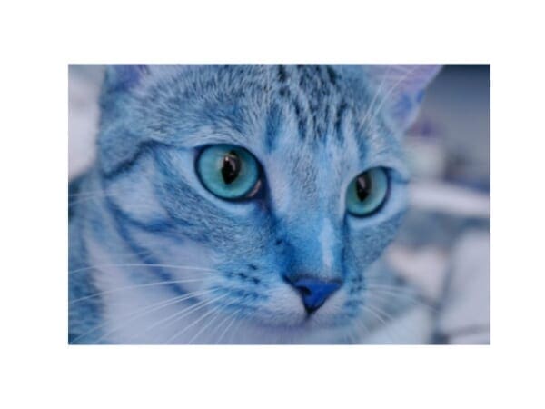 Figure 3: Loading an image with OpenCV and displaying it with matplotlib.