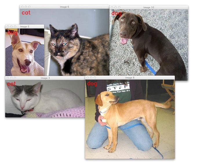 Figure 4: You'll learn how to train a custom image classifier to recognize the difference between cats and dogs.