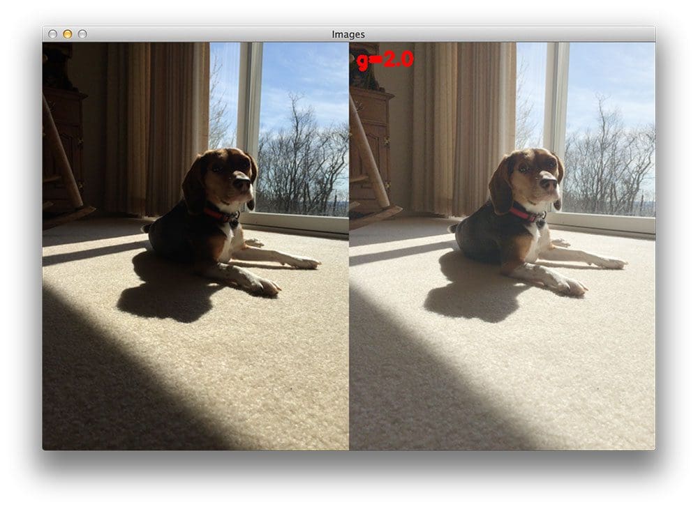 Figure 4: Now at gamma=2.0, we can fully see the details on the dogs face.