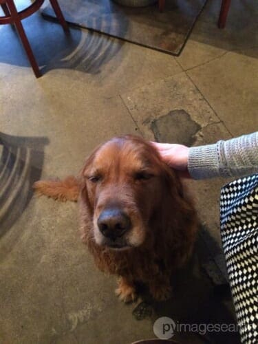 Figure 4: Creating watermarks with OpenCV and Python.