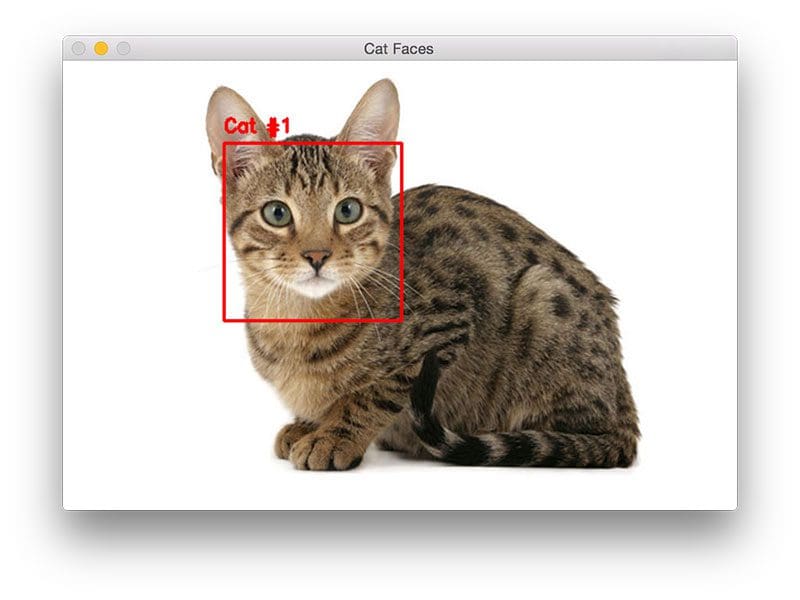 Figure 3: Cat detection with OpenCV and Python (source)