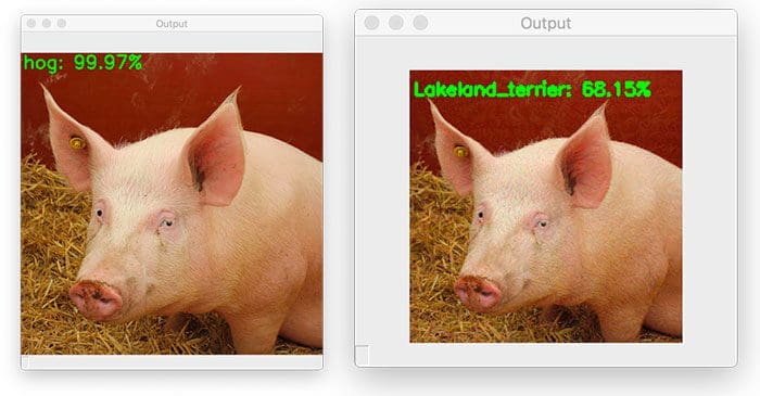 Pig Hd Photos Get File - Colaboratory