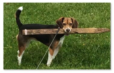 Image Classification Basics - PyImageSearch