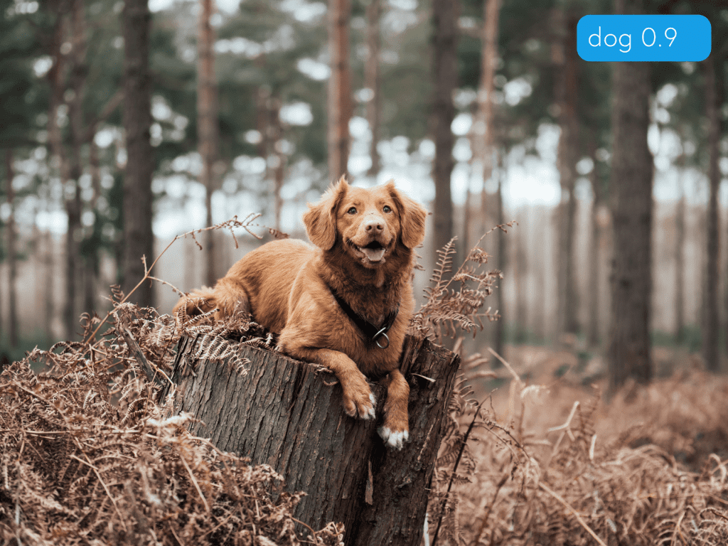 Figure 3: Multiclass detection (source: image by the authors).