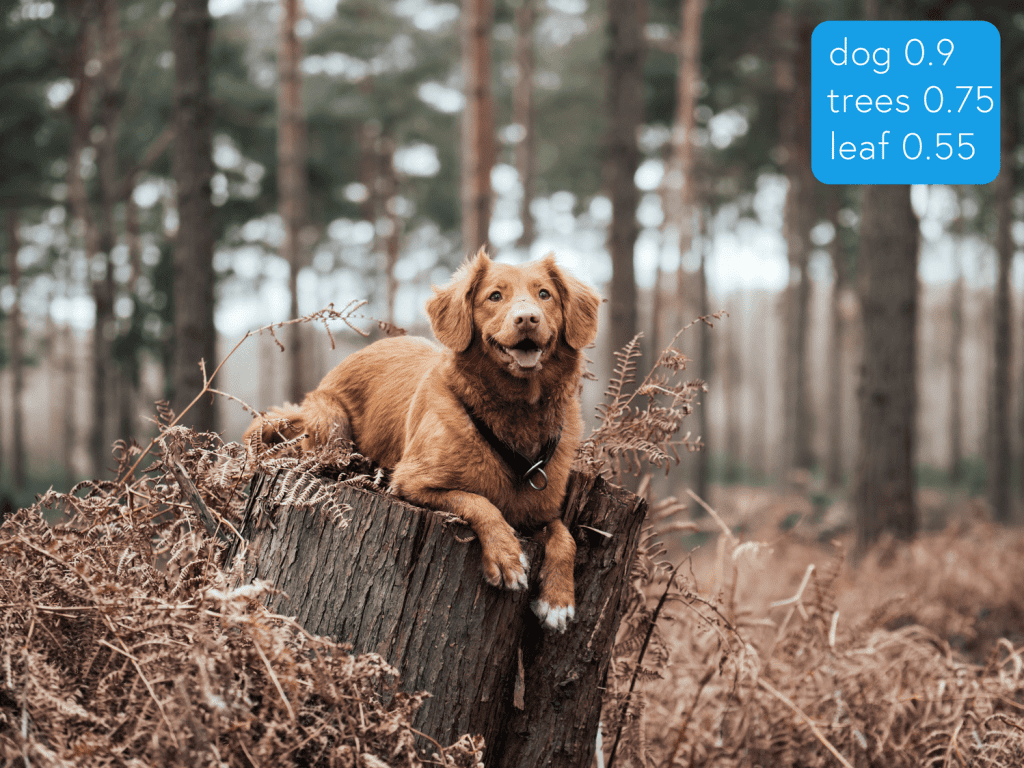 Figure 4: Multilabel detection (source: image by the authors).